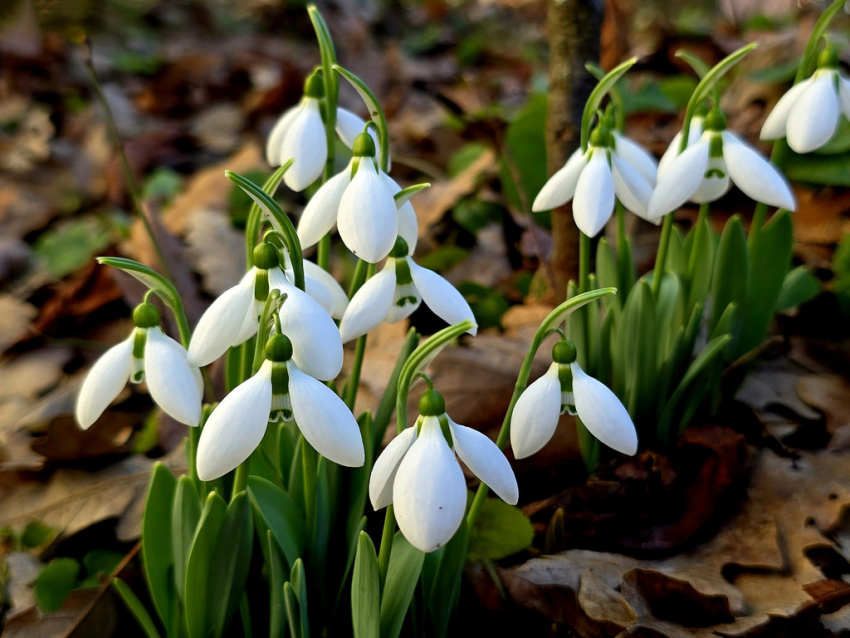Boldog Nőnapot k&iacute;v&aacute;n Csurg&oacute; V&aacute;ros vezetős&eacute;ge!
